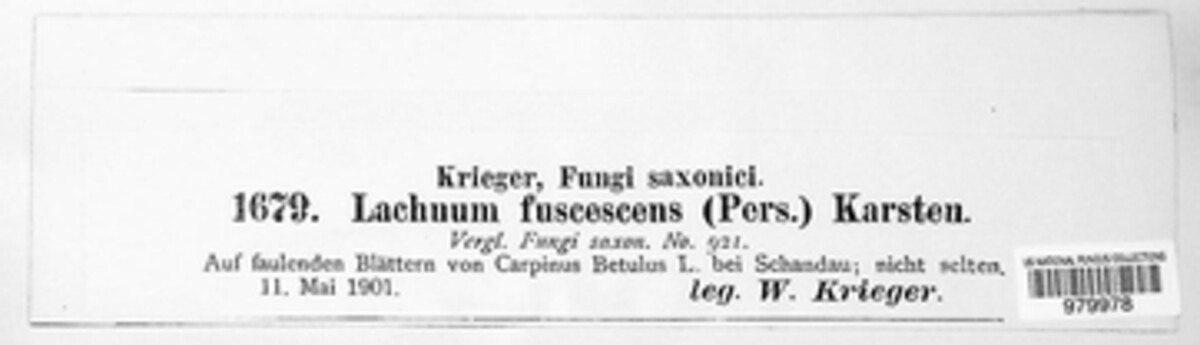 Brunnipila fuscescens image